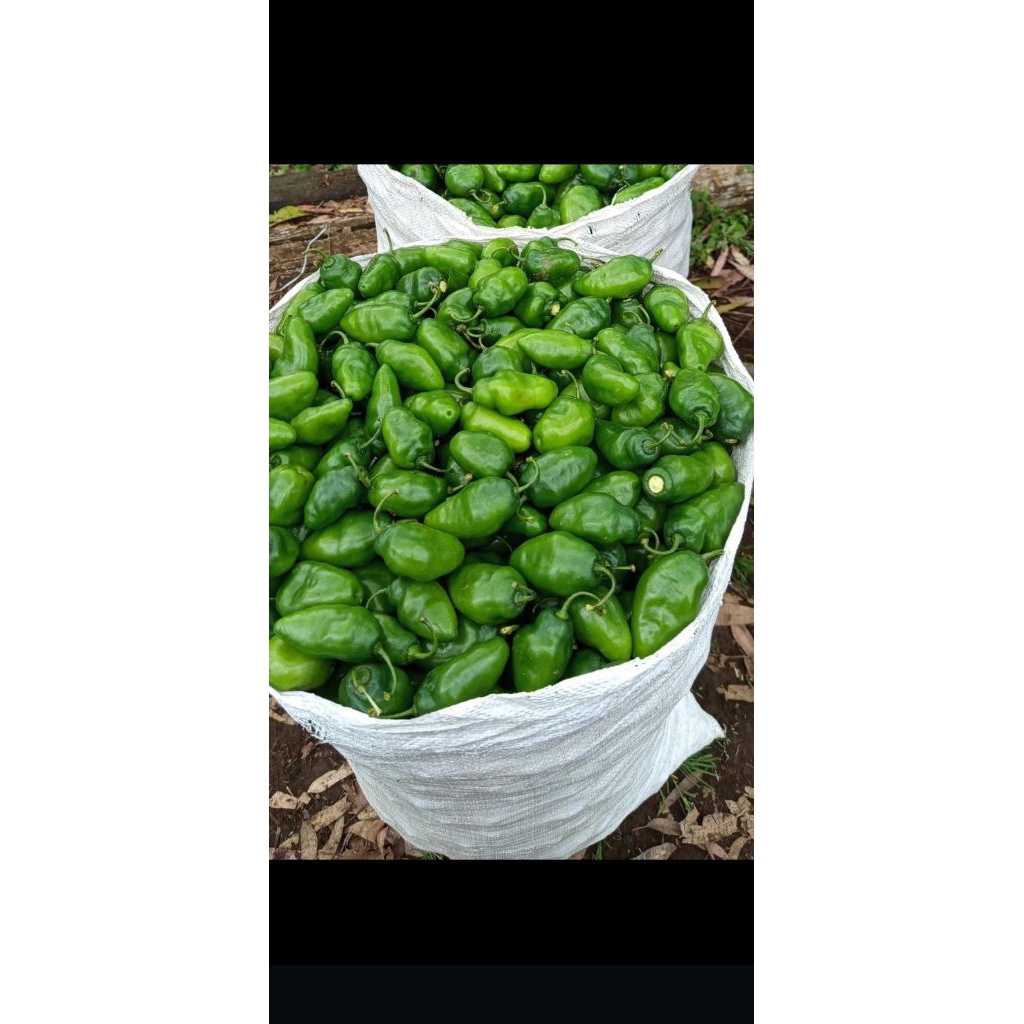 

cabe gendot tahan busuk segar berat 500g