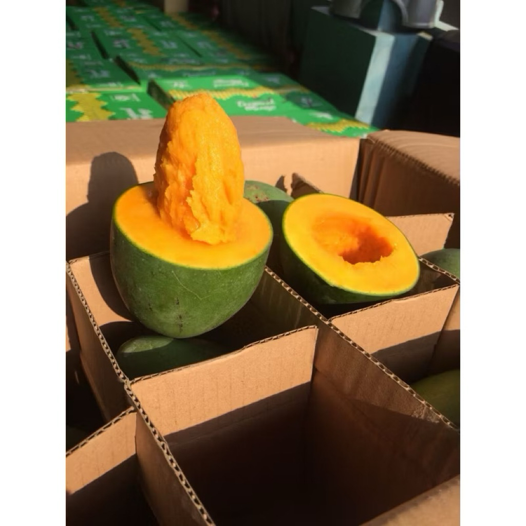 

Mangga Klonal Tua Pohon | mangga Alpukat Fresh 1kg