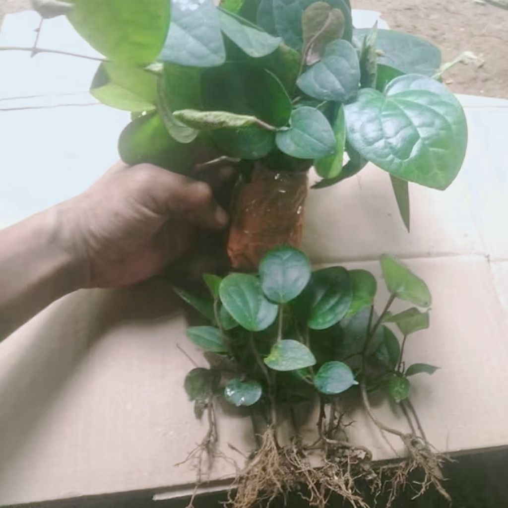 bibit tanaman kemukus super 50bibit kemukus rinu