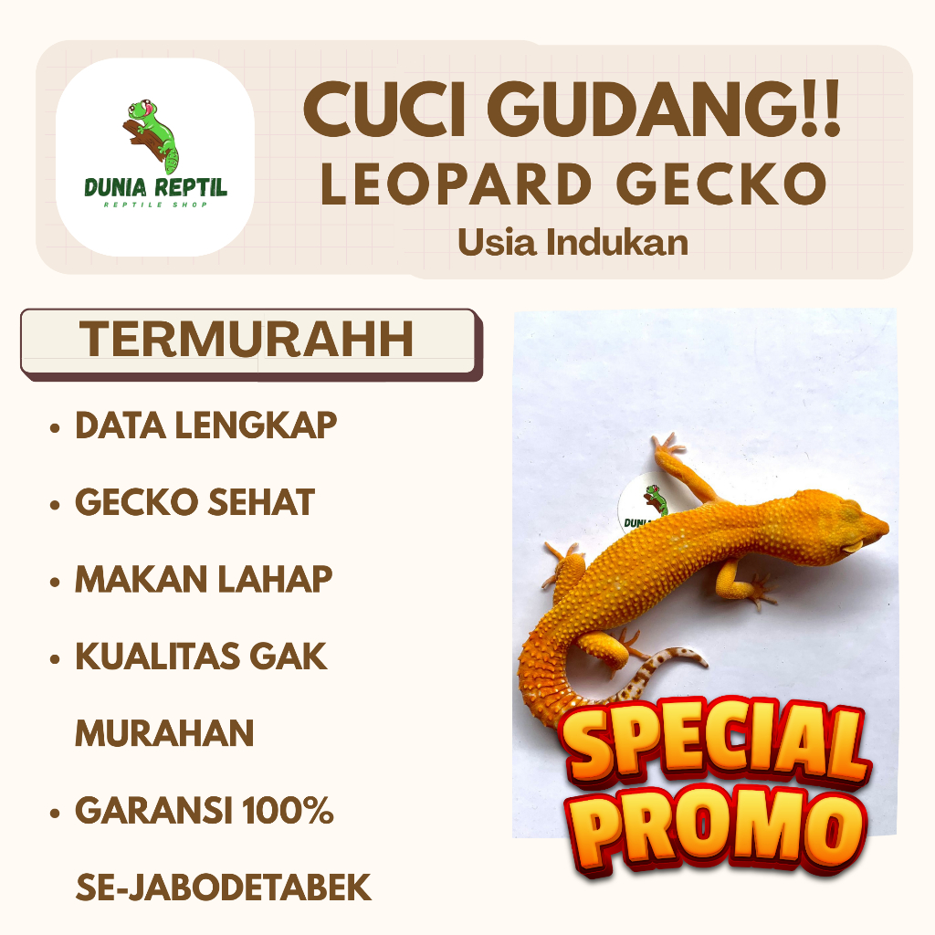PROMO MAINAN ANAK GECKO LEOPARD INDUKAN MURAH BGTTT