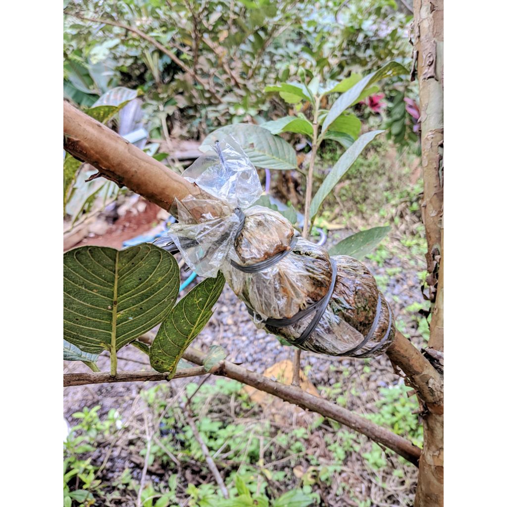 cangkokan jambu kristal