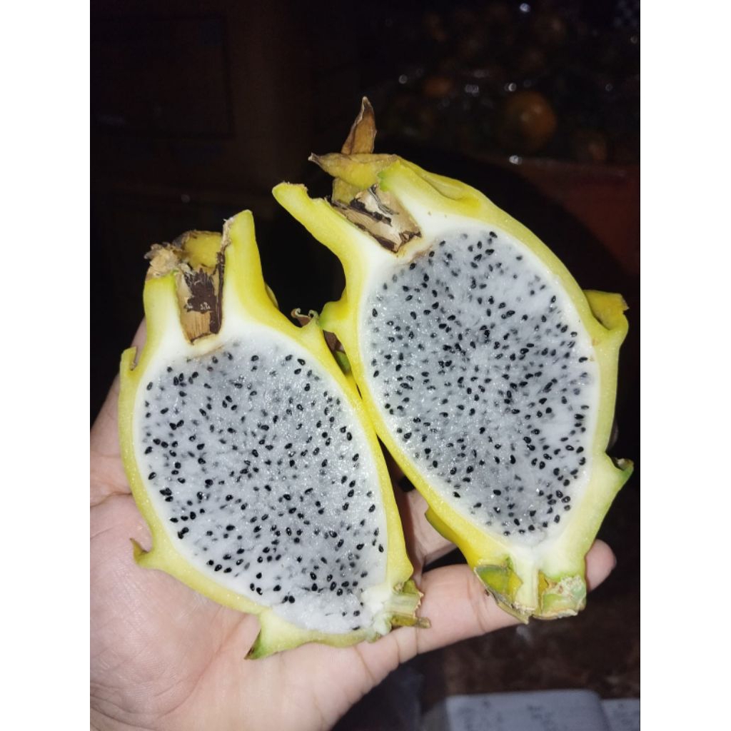 

Buah Naga Kuning -+1kh