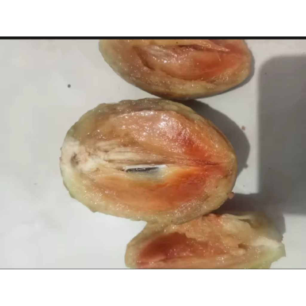 

promo!!! beli 2kg gratis 1kg sawo madu jumbo asli bogor rasa manis giung