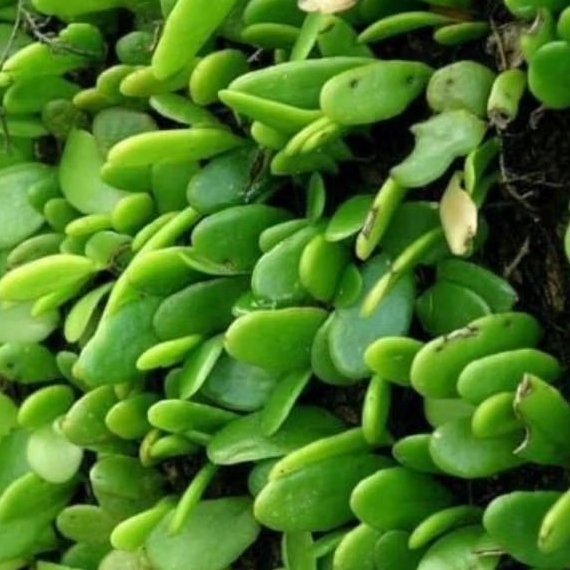 

Ready daun picisan sisik naga 100 gram