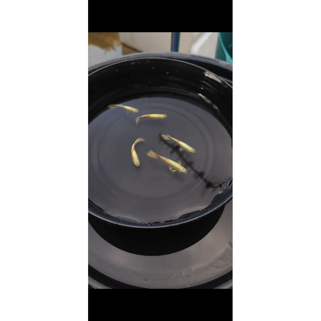 

PACKING STEROFOAM FULL GOLD LINE VIET