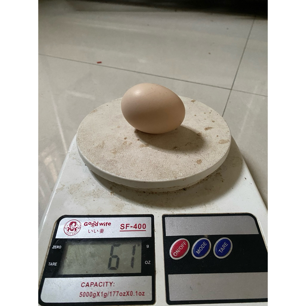 Telur Fertil Ayam KUB