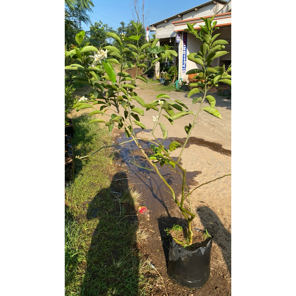 

indukan jeruk sunkist kondisi sudah full buah