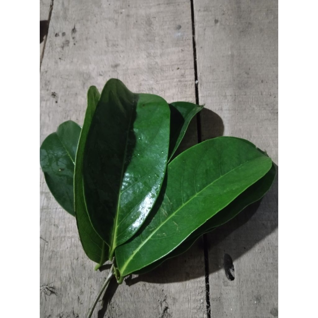 

daun sirsak segar 25 lembar