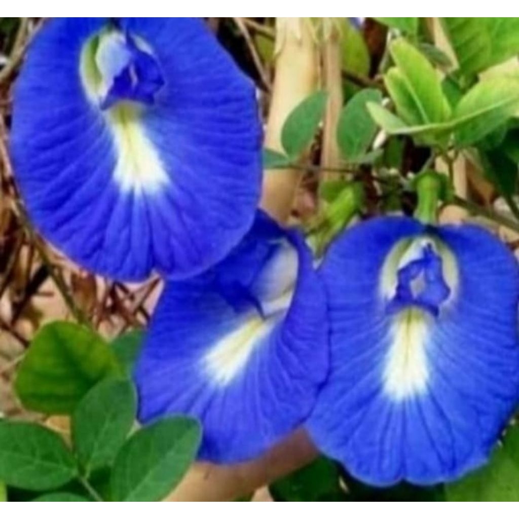 Biji Kembang/ Bunga Telang Biru