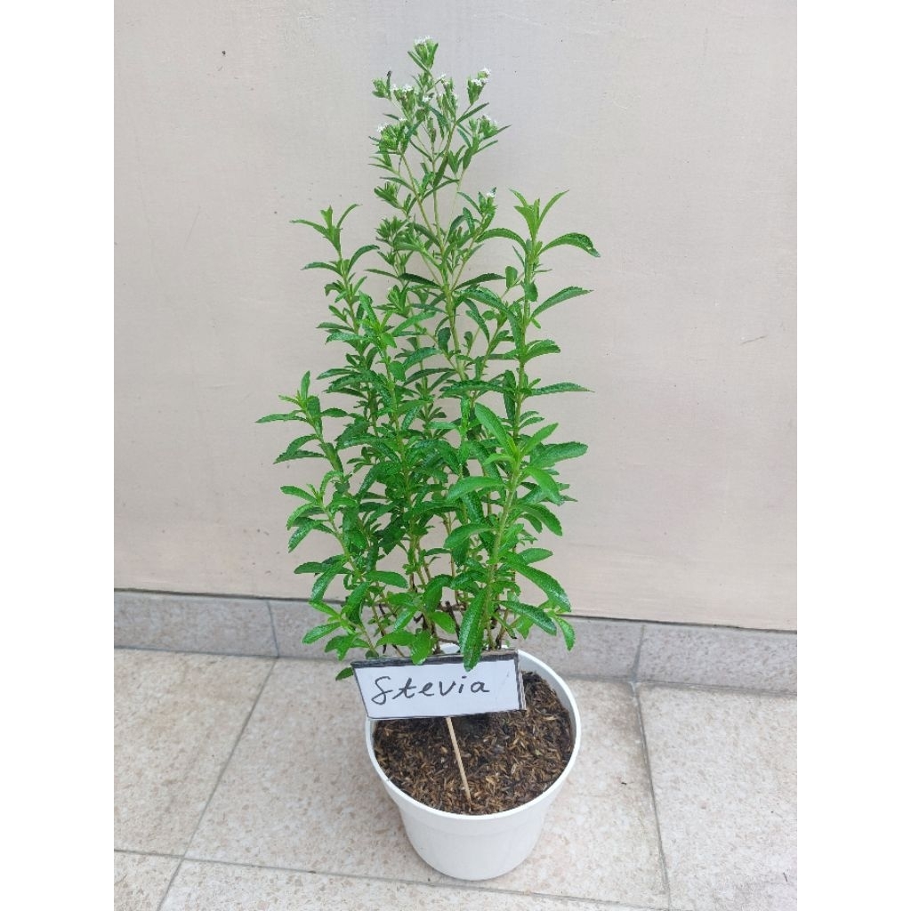 Stevia Daun Manis Pengganti Gula/ tanaman stevia/herbal stevia
