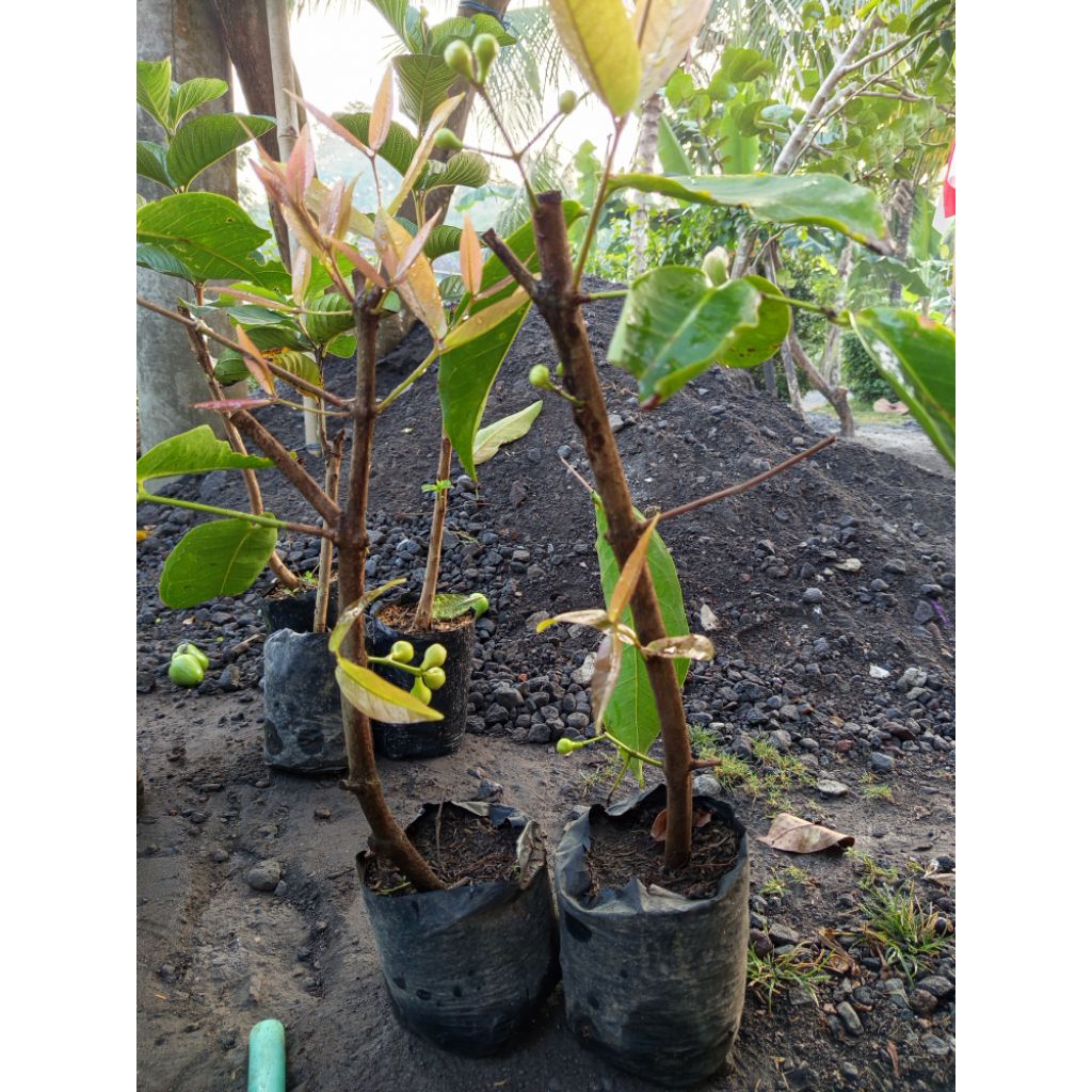 cangkok jambu madu deli/ MHD polybag