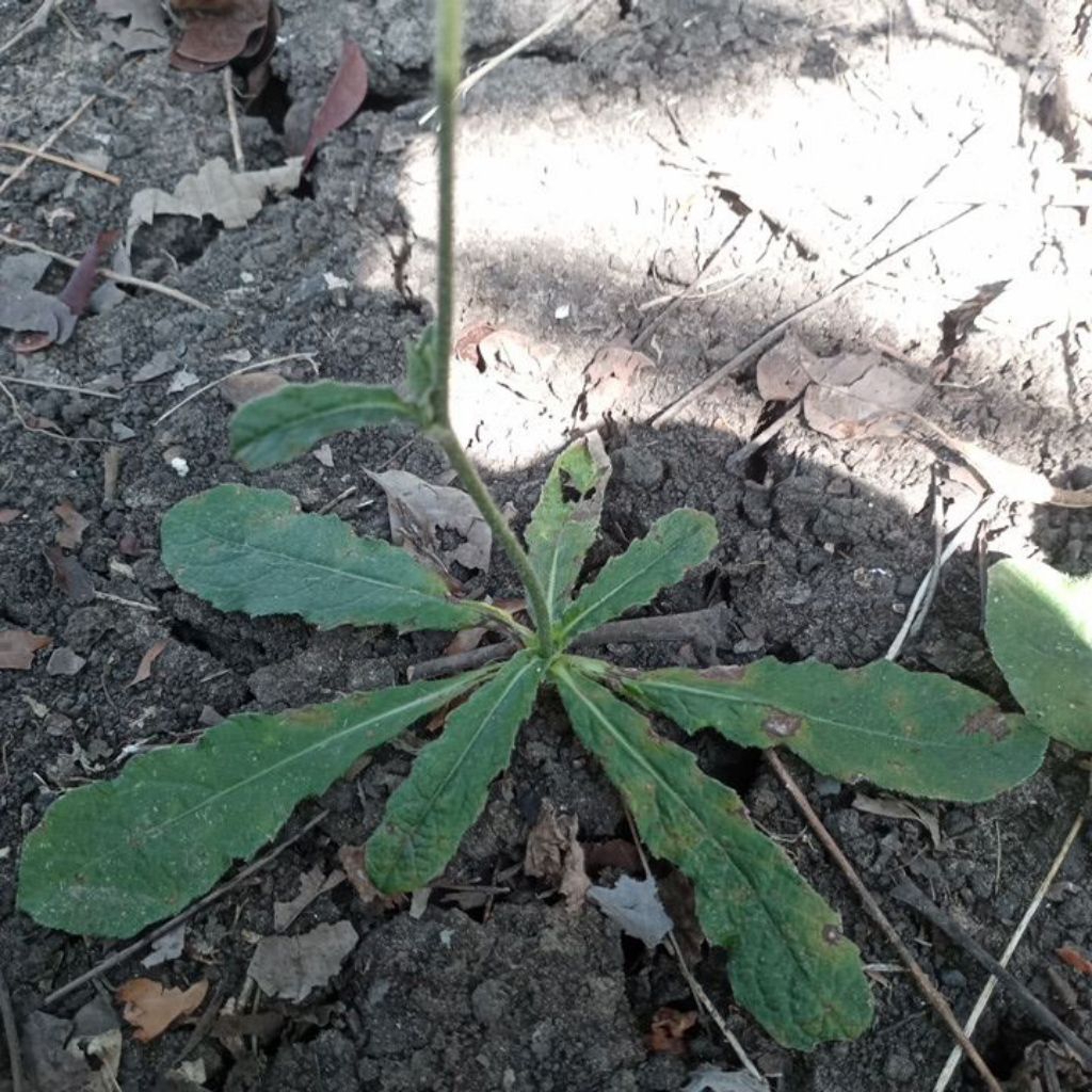 

daun tapak liman segar lngsung petik saat di pesan 1 pohon