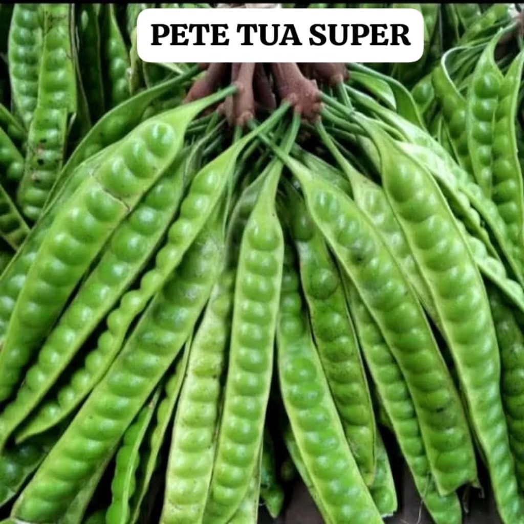 

PETE TUA SUPER 5 PAPAN TERMURAH