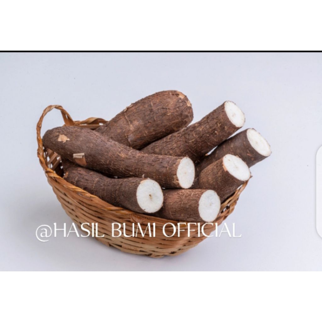 

SINGKONG SEGAR BARU PANEN