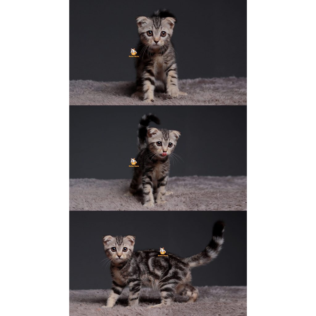 Tabby – Kucing Scottish Fold 3 Bulan Jantan
