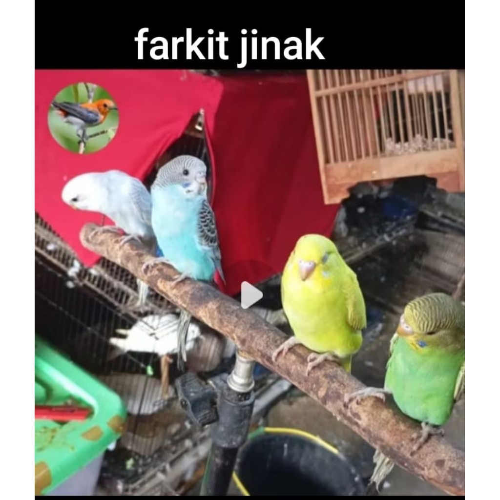 bridge.farkit jinak /parkit jinak