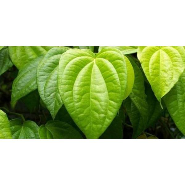 

DAUN SIRIH SEGAR PERLEMBAR