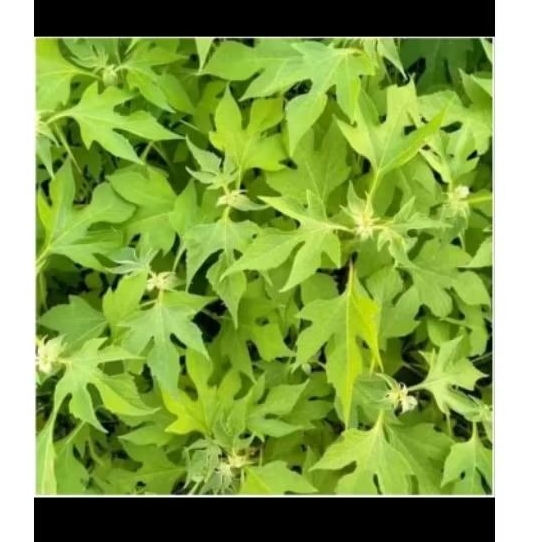 

Daun insulin,Daun ki pait segar,200 gram