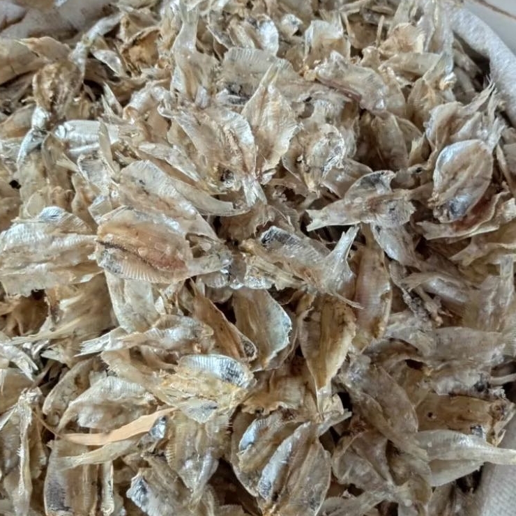 

IKAN KALAPAN TIPIS TAWAR/FILET KALAPAN/FILET SRINDING 1/2 & 1 KG (500 - 1000 GRAM)