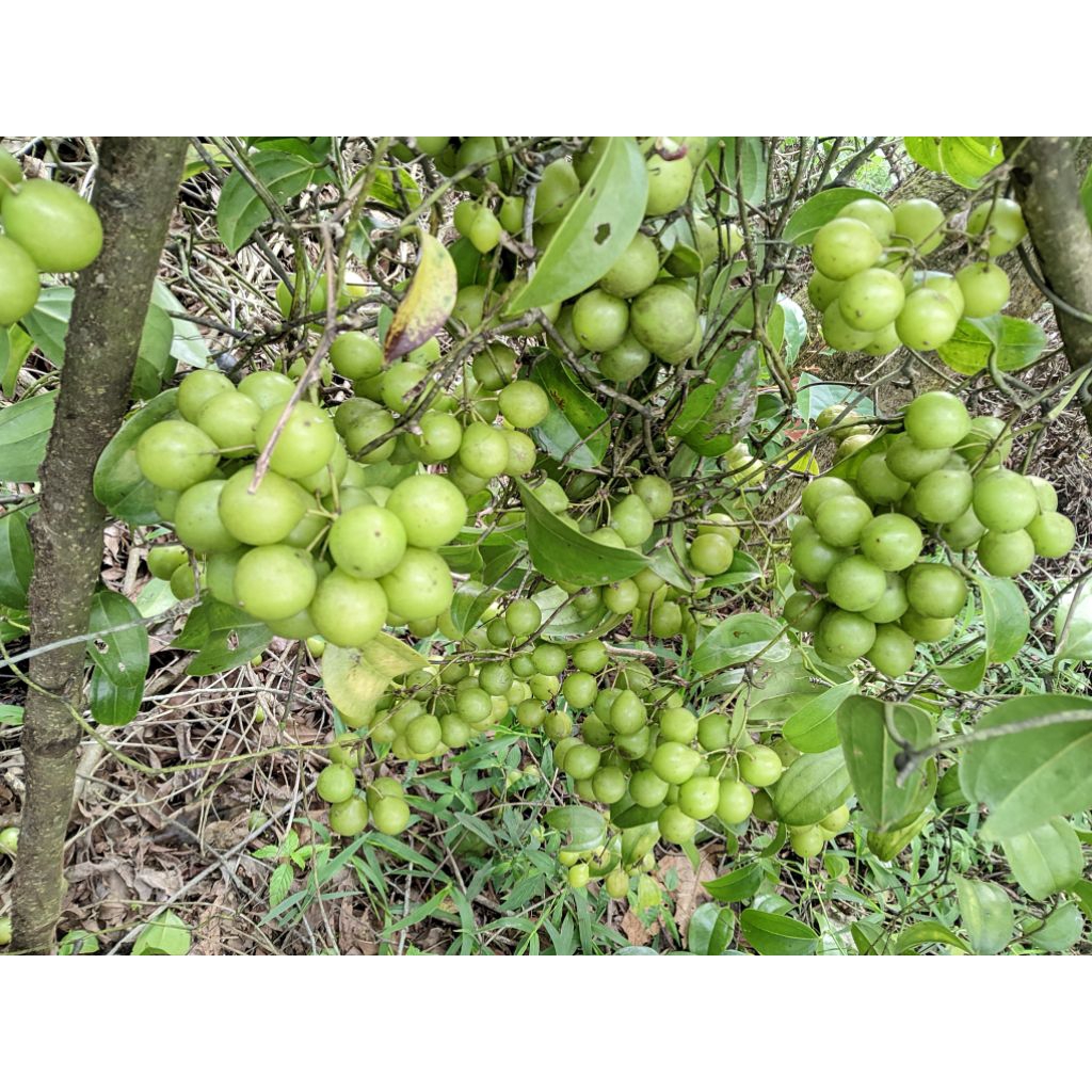 

angur gunung buwah canar segar. bahan manisan.1 kg.