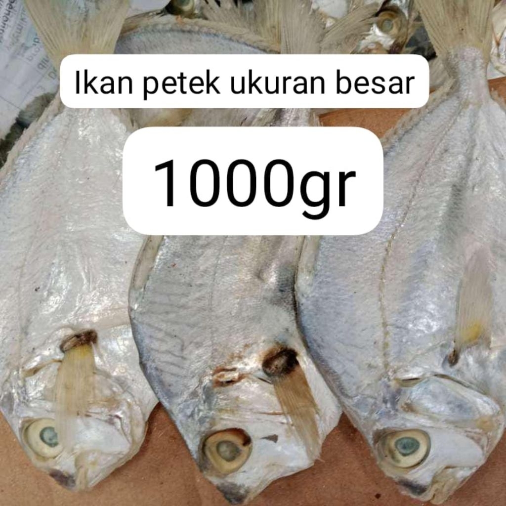 

ikan kopek/petek ukuran besar khas Madura