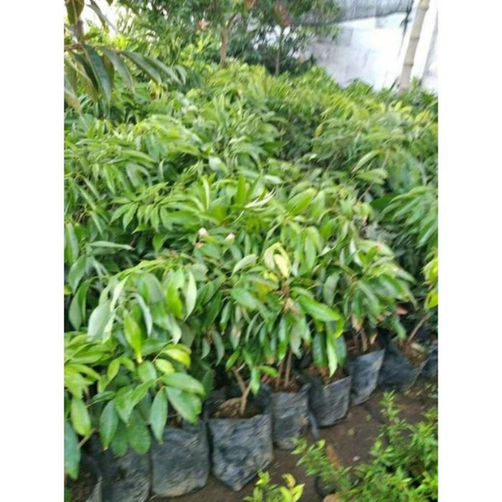 Bibit Buah leci madu hijau-bibit leci superr