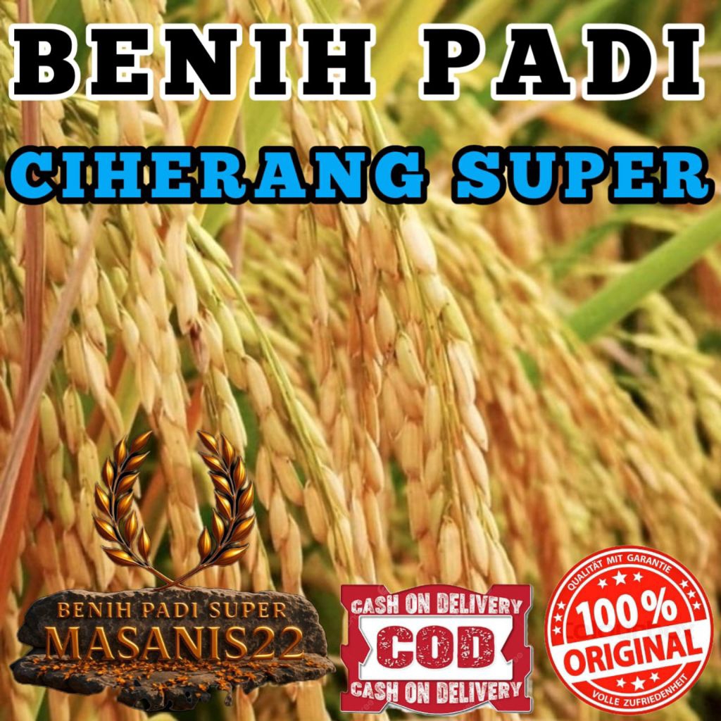 BENIH PADI CIHERANG SUPER KEMASAN 1KG
