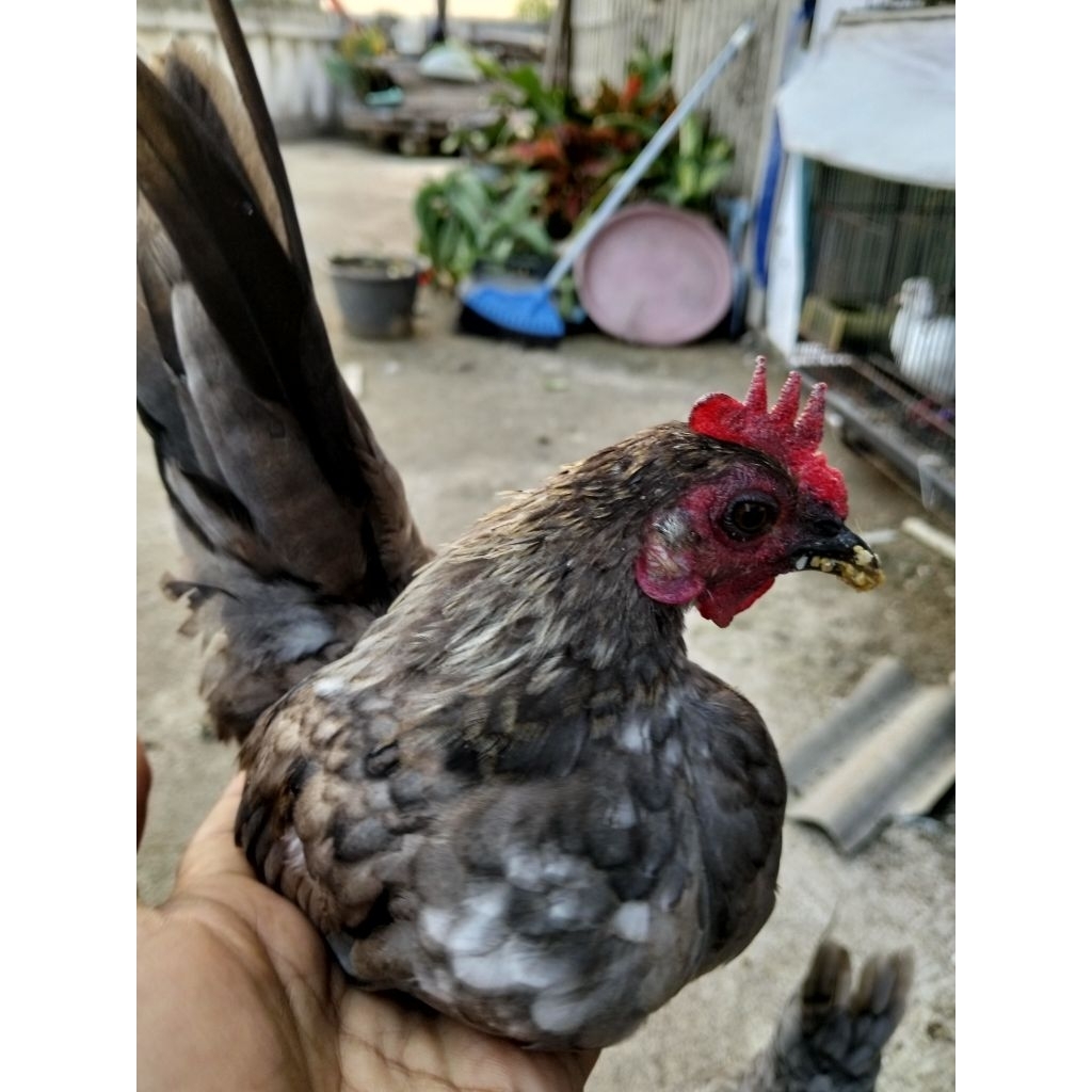ayam Serama betina abu abu