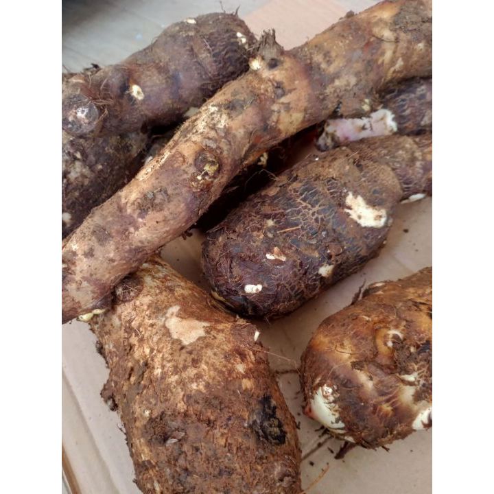 

Umbi Talas Fresh 1 Kg