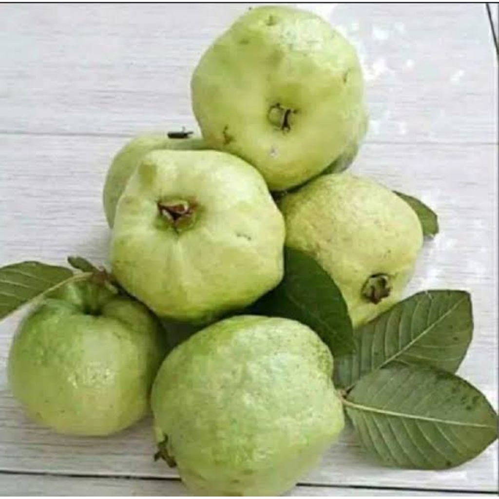 

JAMBU KRISTAL KEBUMEN