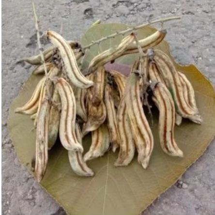 

jual rawe,koro rawe, bibit tanaman rawe siap semaiasih ada kulit,perbuah