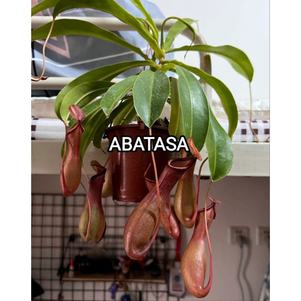 Tanaman Hias Kantong Semar - tanaman karnivora