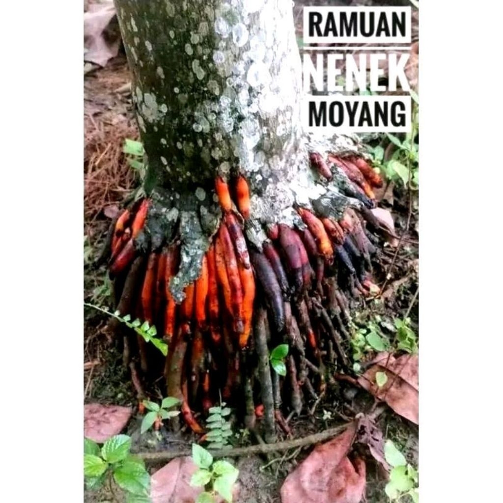 

Akar Pinang Muda Segar 250gram