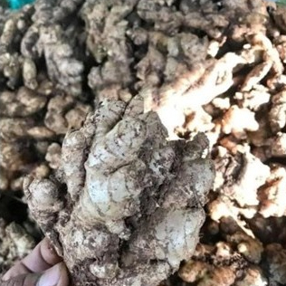 

JAHE EMPRIT MURAH HEMAT HARGA PAS TIMBANGAN PUAS 1 Kg / JAHE SEGAR MURAH 1 Kg / JAHE SUPER 1 Kg