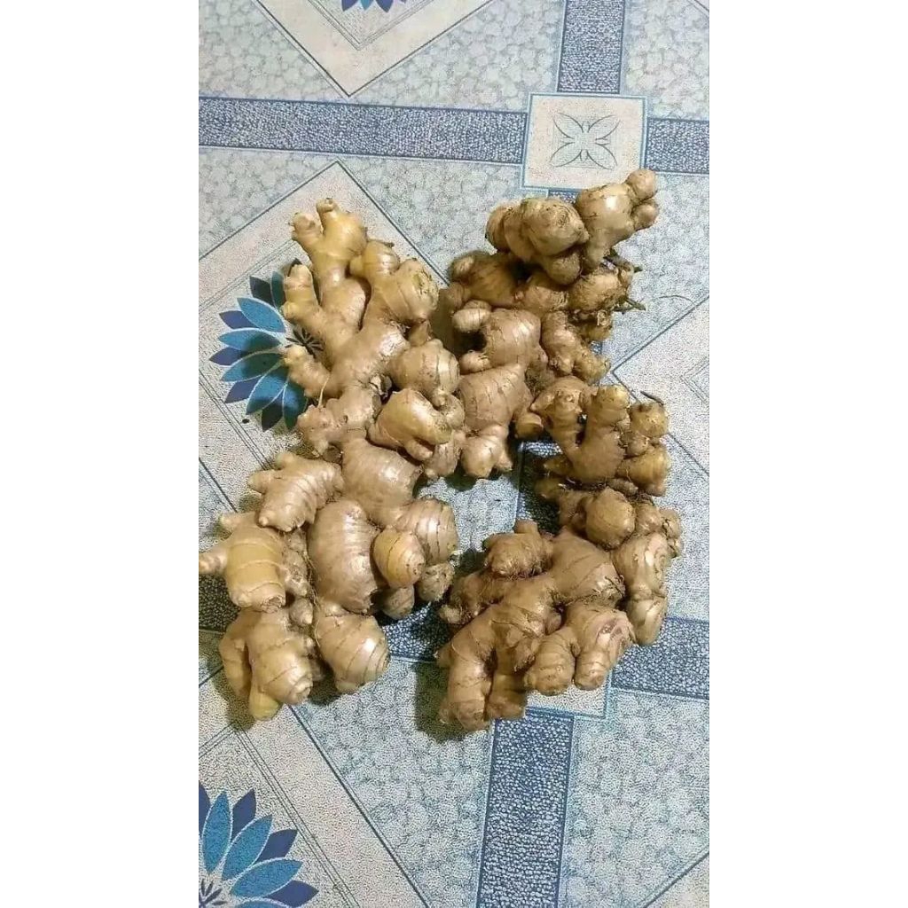 

Jahe putih atau jahe gajah