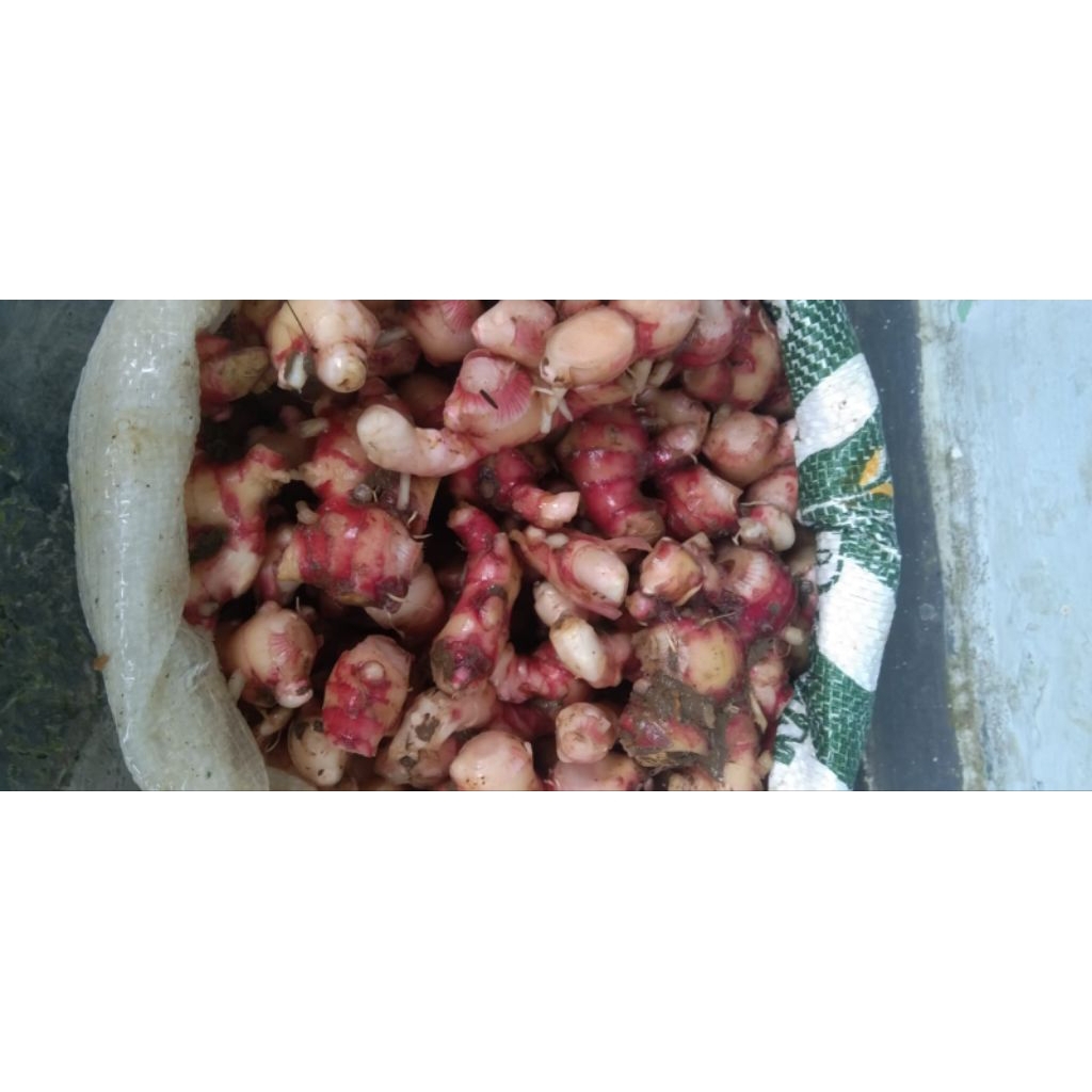 

Jahe merah bersih banyak manfaat nya untuk kesehatan