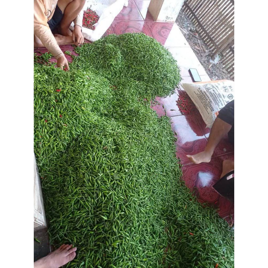 

[COD] Cabe/cabai rawit hijau fresh dari kebun 1kg