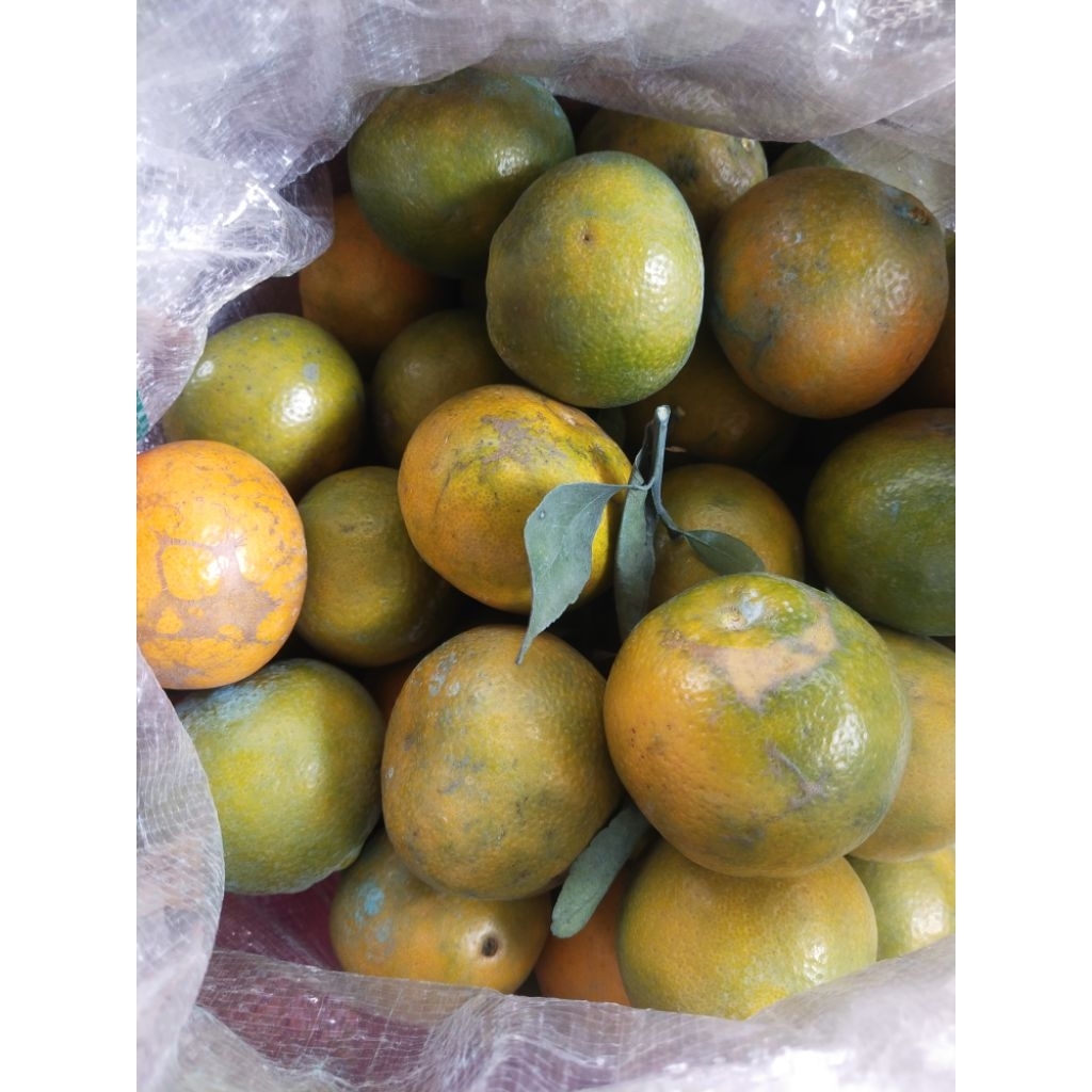 

jeruk manis madu siam