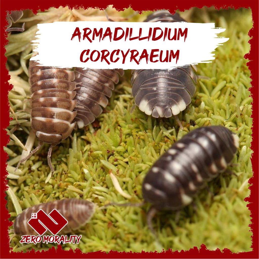 ISOPOD PAKET HEMAT 4