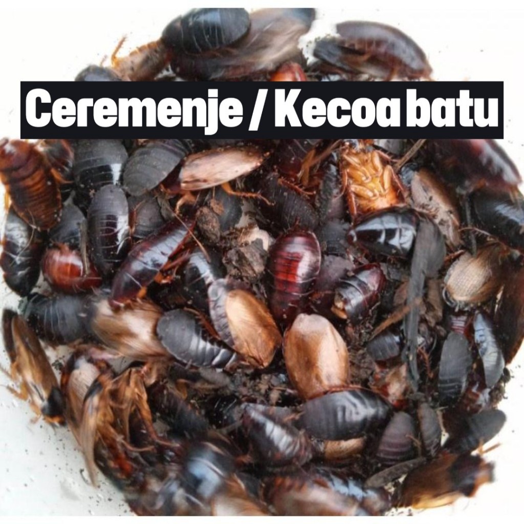 Kecoa Batu / Ceremende / Menje Umpan Galatama Lele