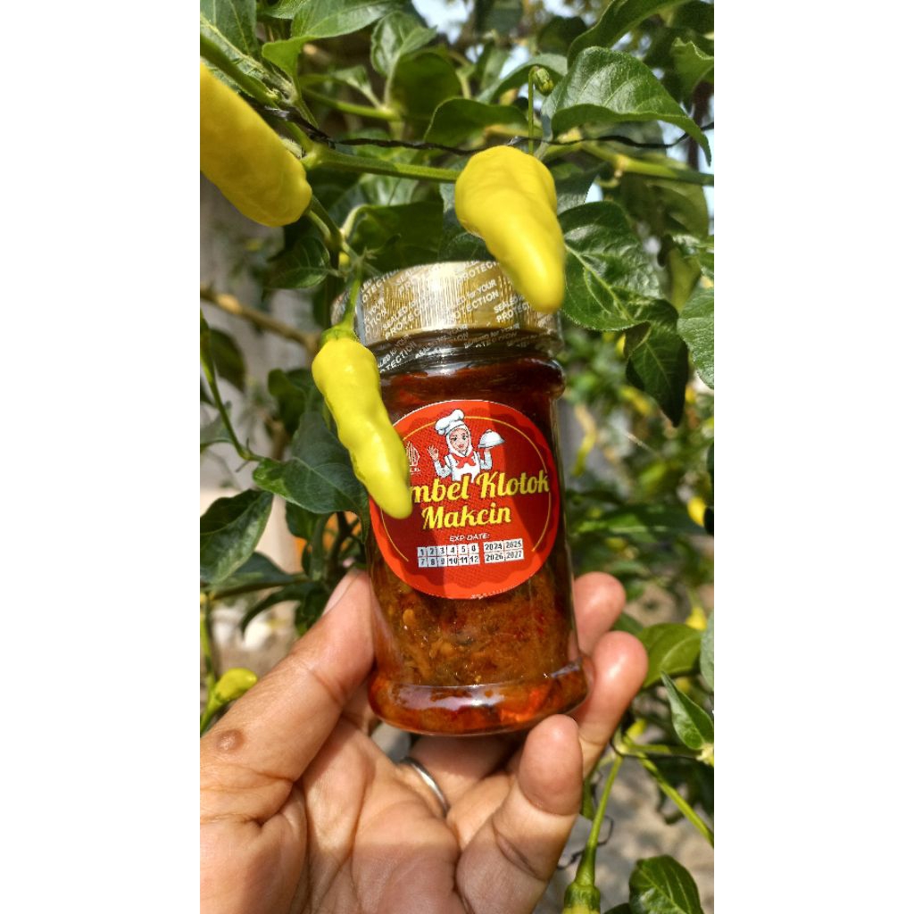 

SAMBEL KLOTOK MAKCIN