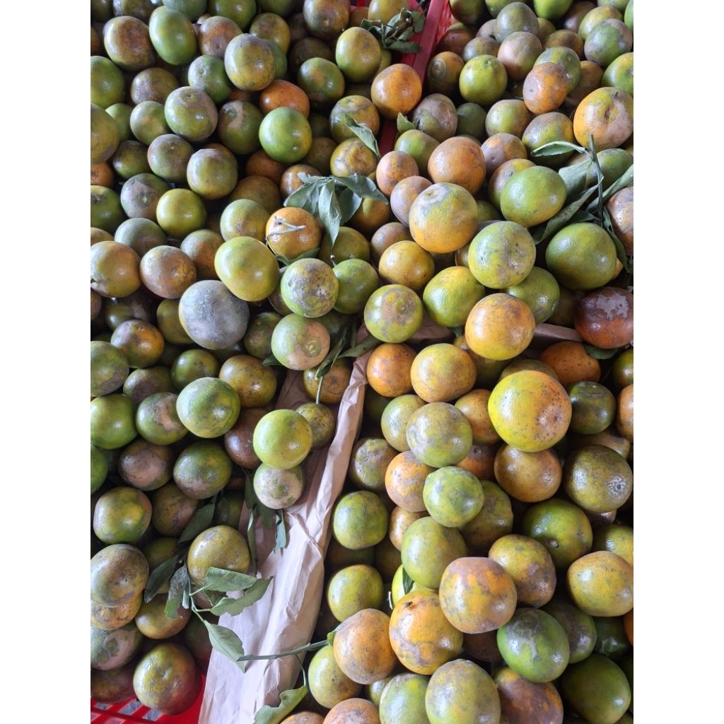 

JERUK SIAM MADU KRIL KHAS KOTA MALANG JAWA TIMUR