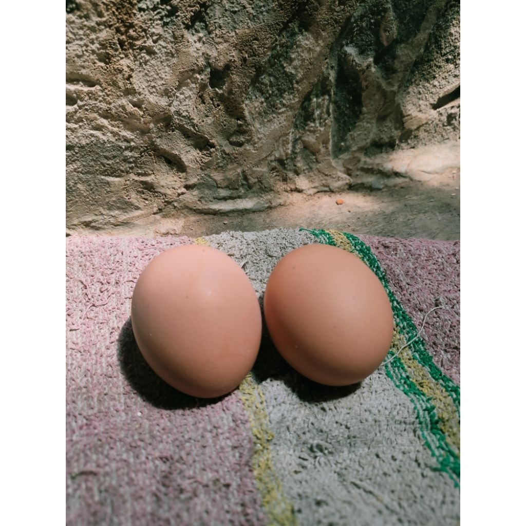 

Telur Ayam RIR / Rhode Island Red