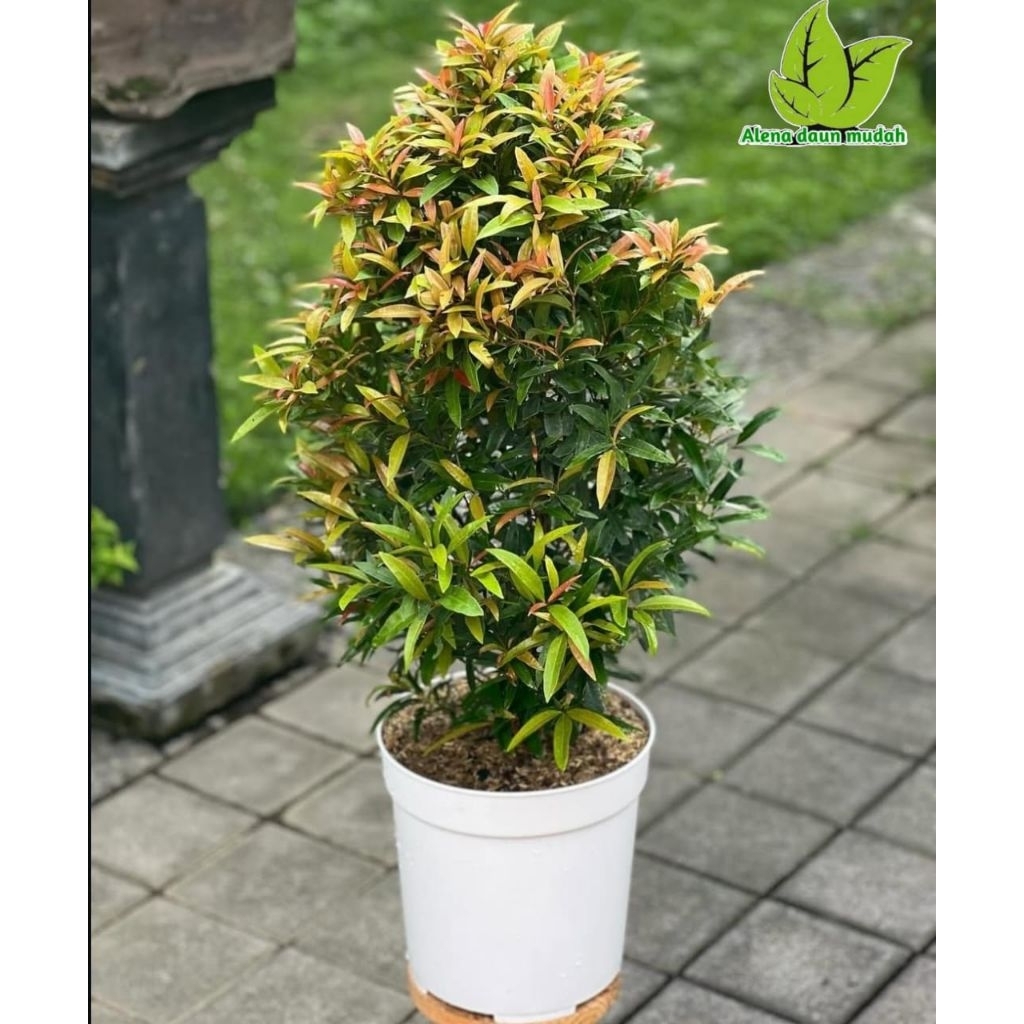 Tanaman hias pohon pucuk merah + pot putih