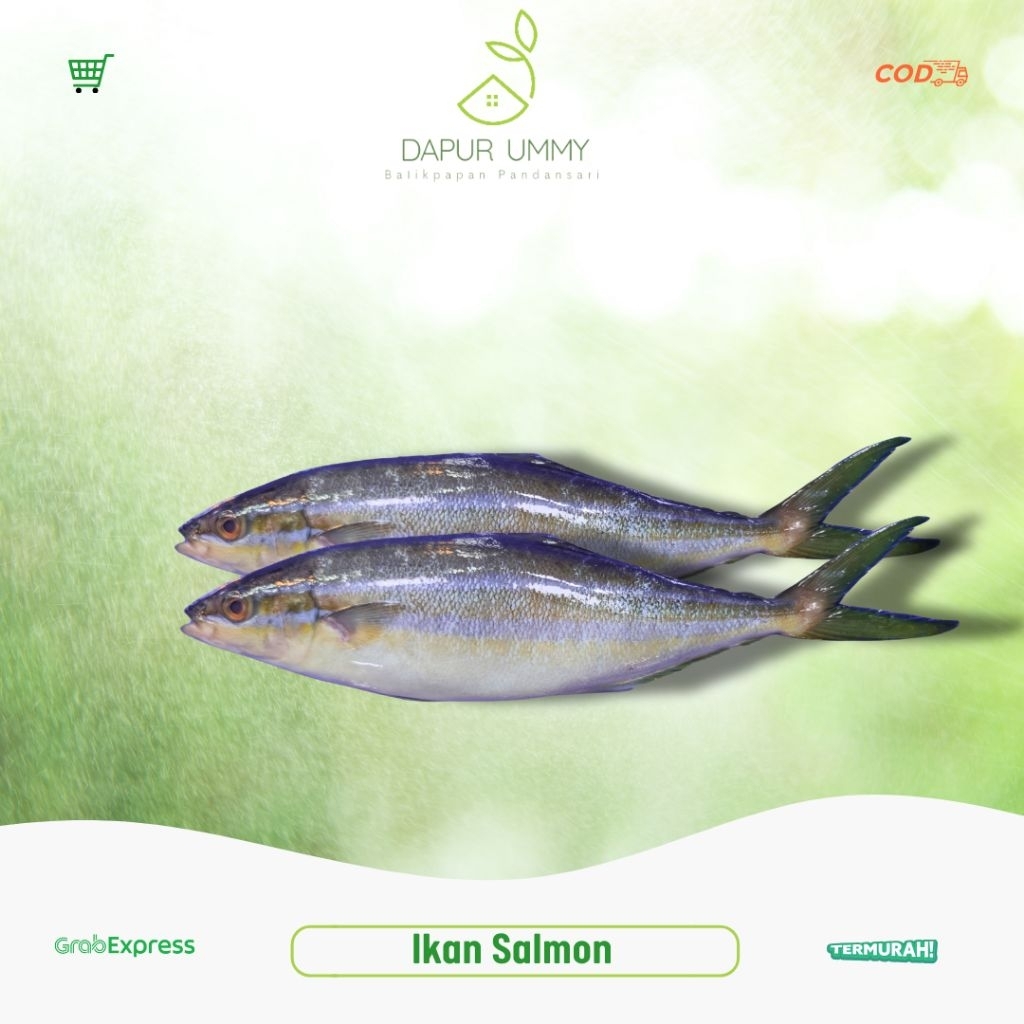 SALMON • Ikan Salmon Lokal
