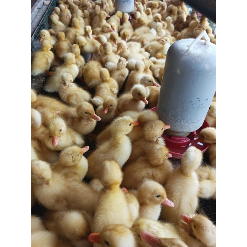 Bebek Peking - Bibit Peking Potong Siap Kirim Jabodetabek (Jantan Betina) - DOD Peking Putih