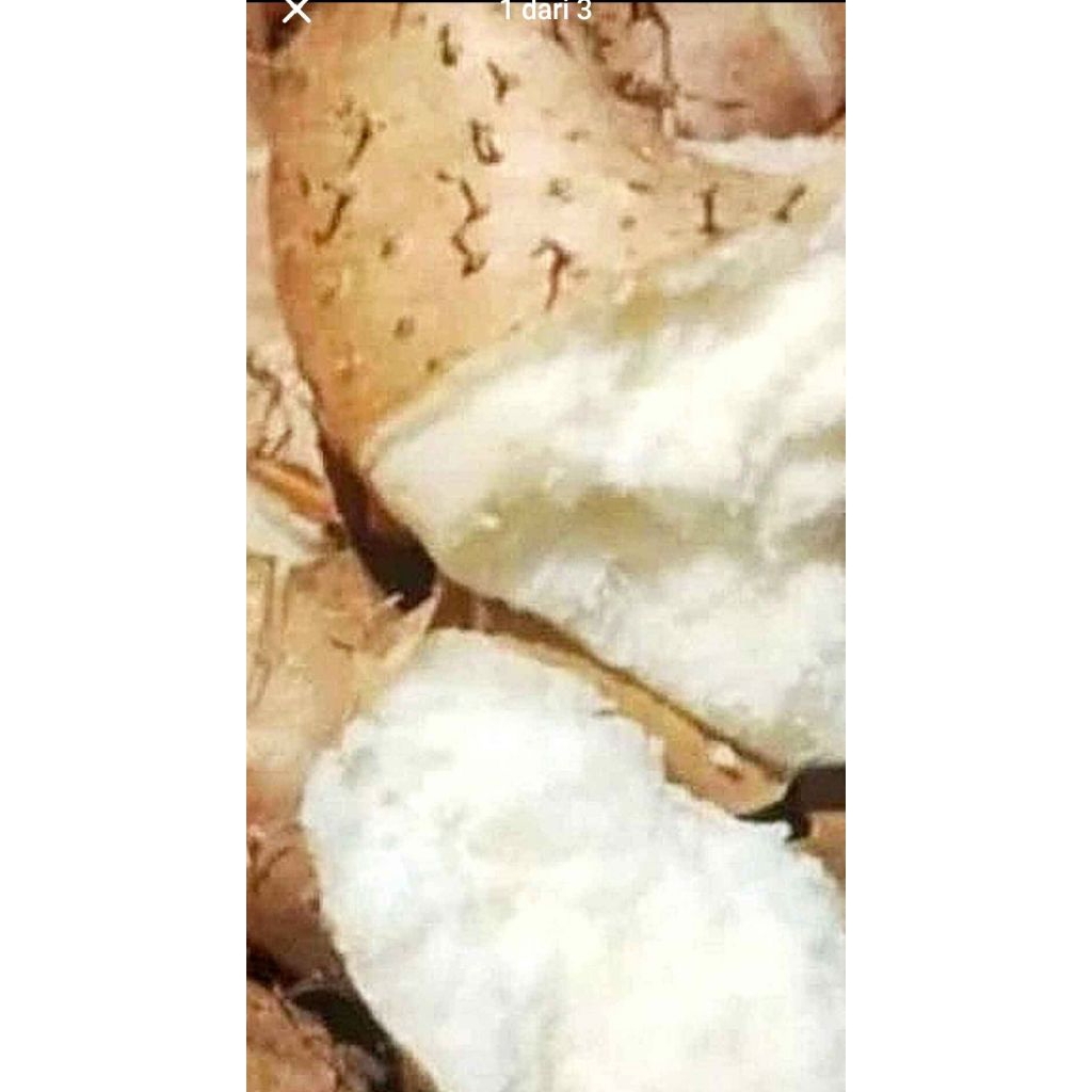 

Gembili ketan punel /ubi Gembili ketan fresh 1kg