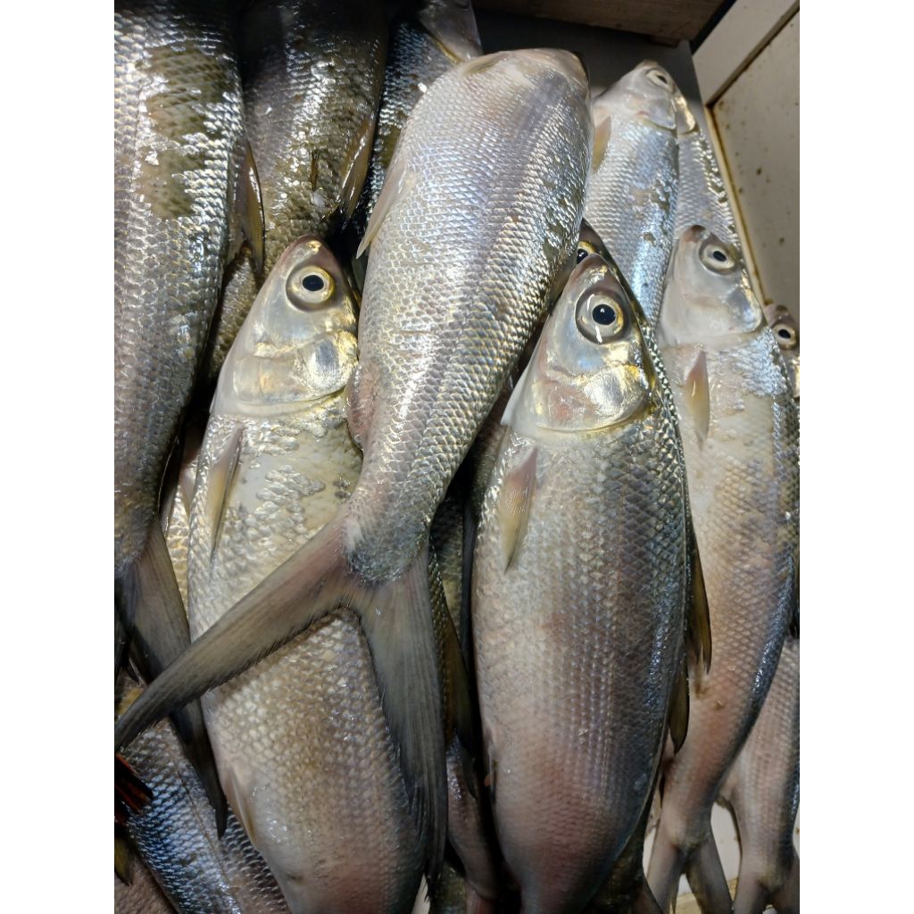 

IKAN BANDENG SEGAR / IKAN BANDENG MARINASI / BANDENG PRESTO 1KG