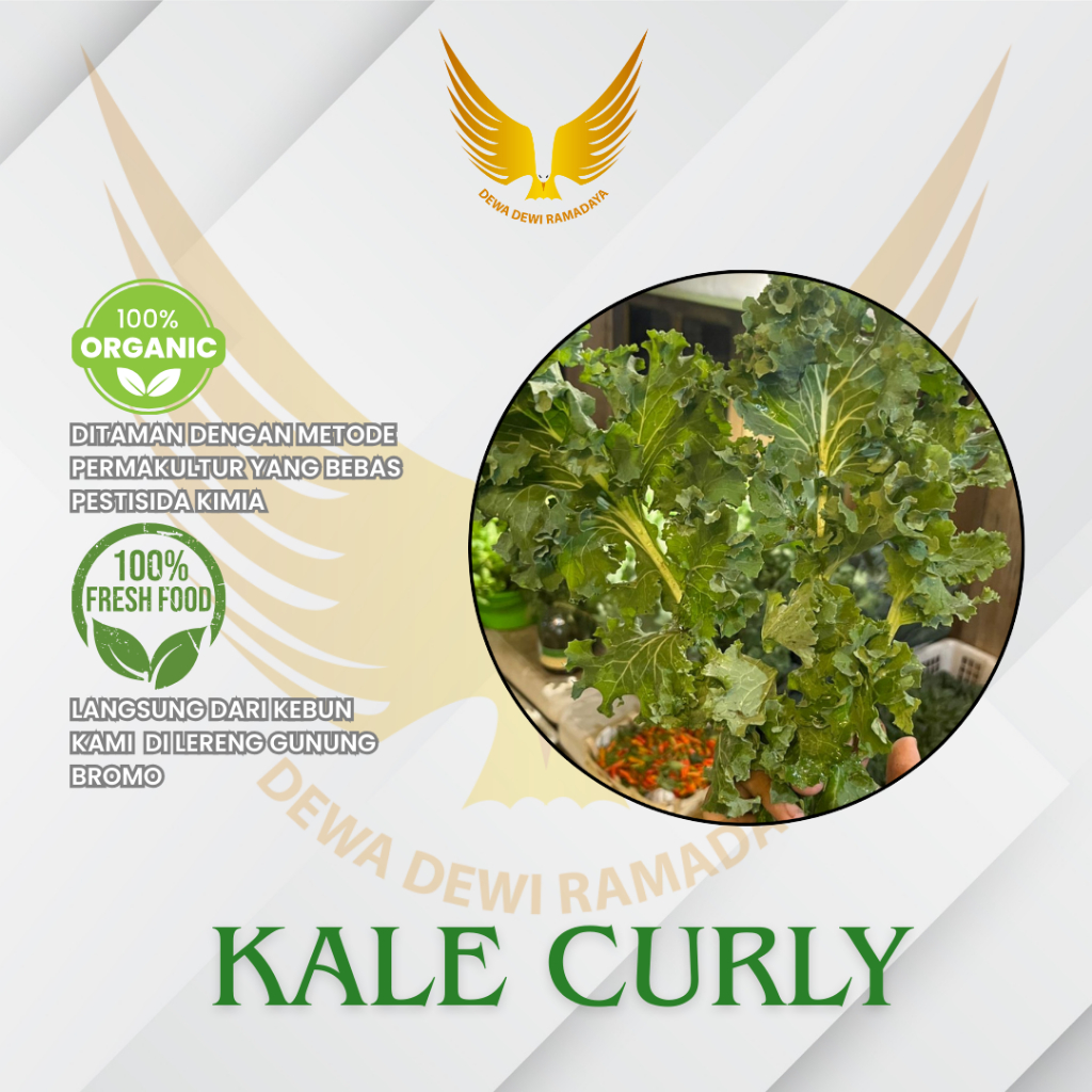 

Kale Curly Organik Dewa Dewi Rama Daya