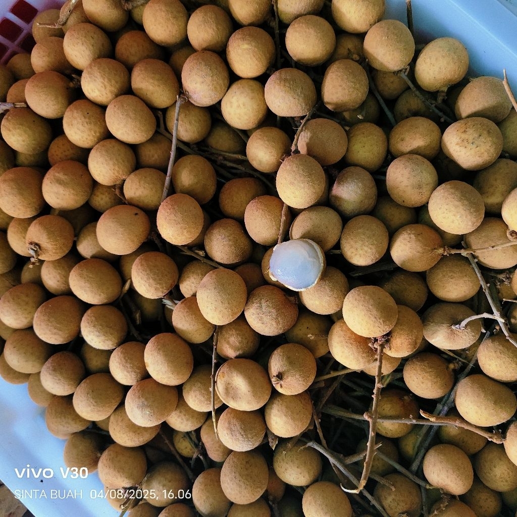 

lengkeng manis murah 1kg 500g 250g